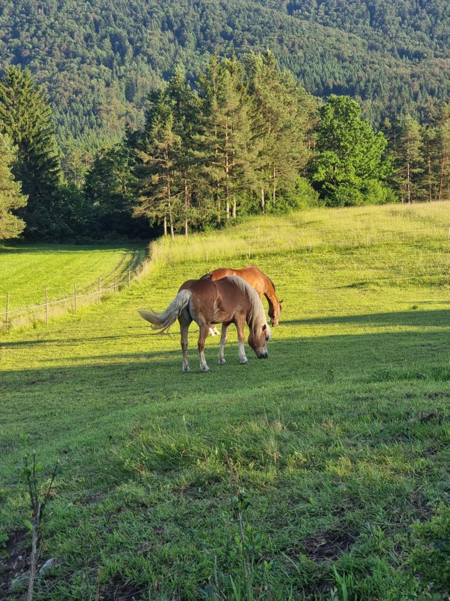 Notranjska Hisa - Traditional Country House, Close To The World Attraction Cerknica Lake Begunje pri Cerknici Exterior photo